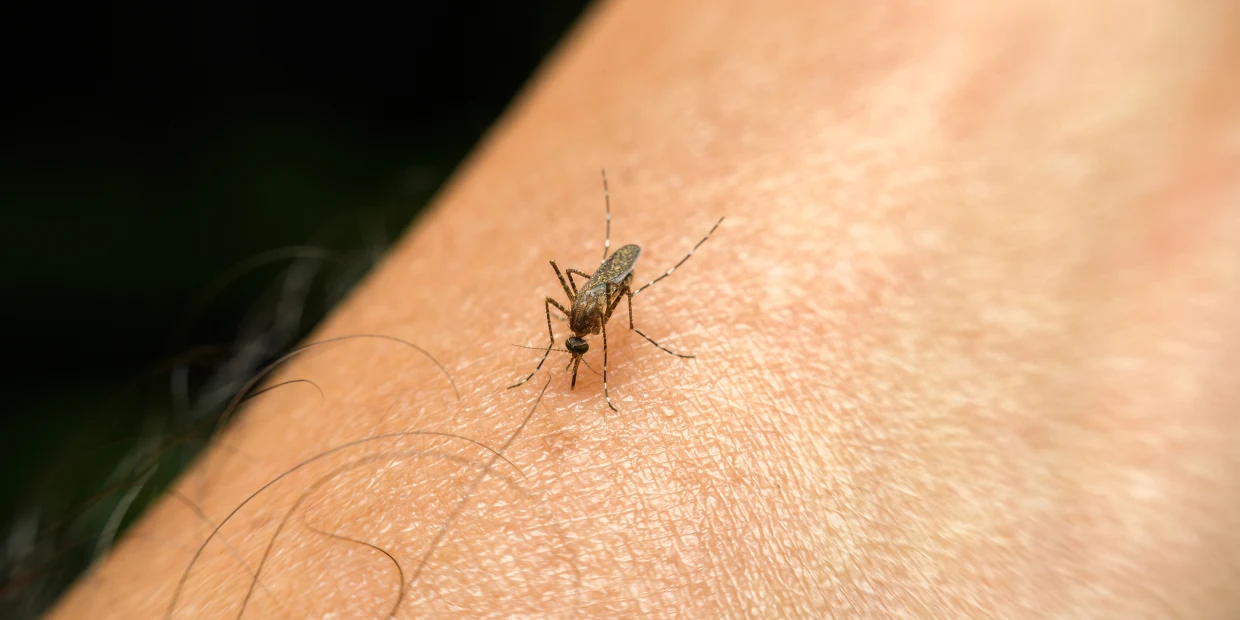 Mosquito close-up