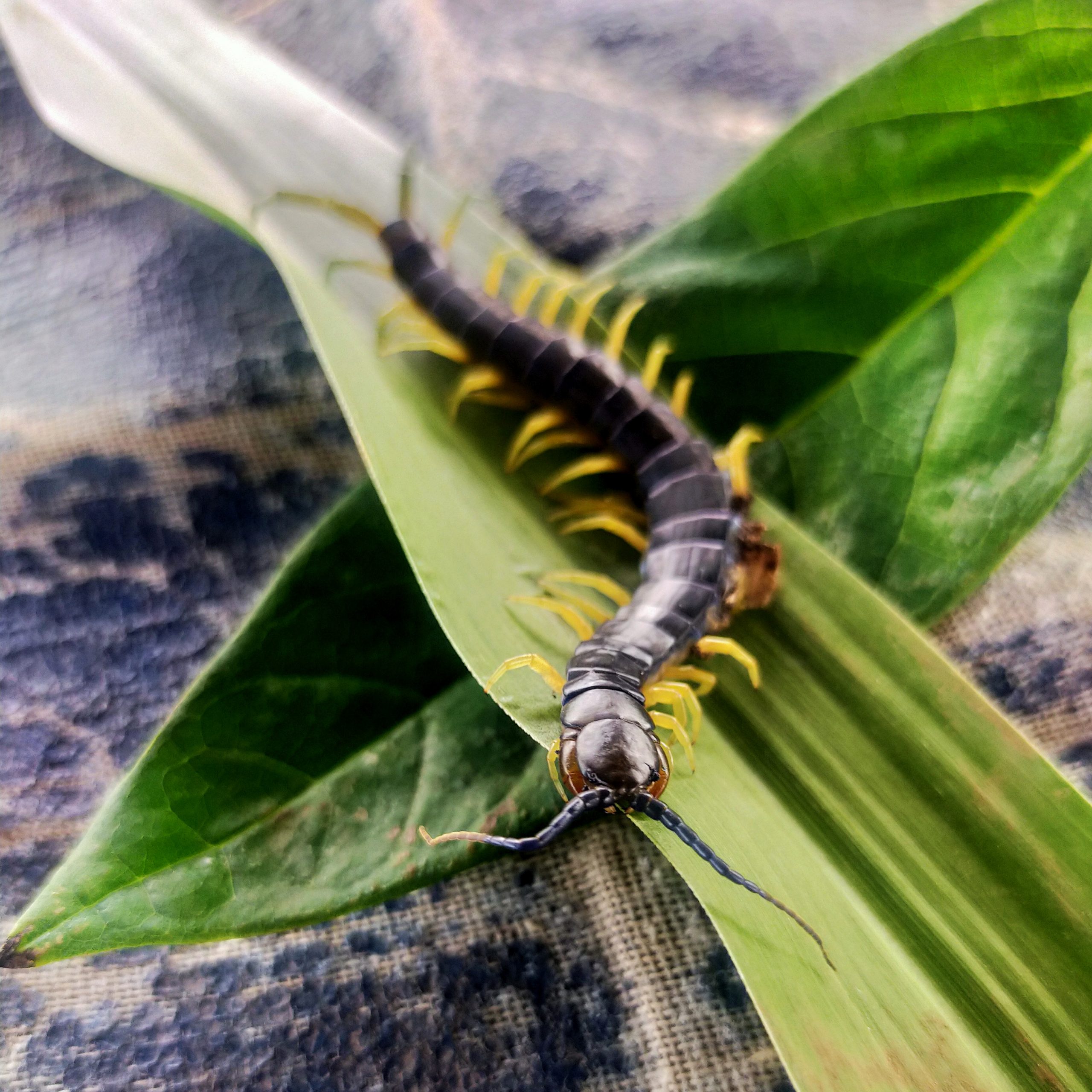 Centipede close-up