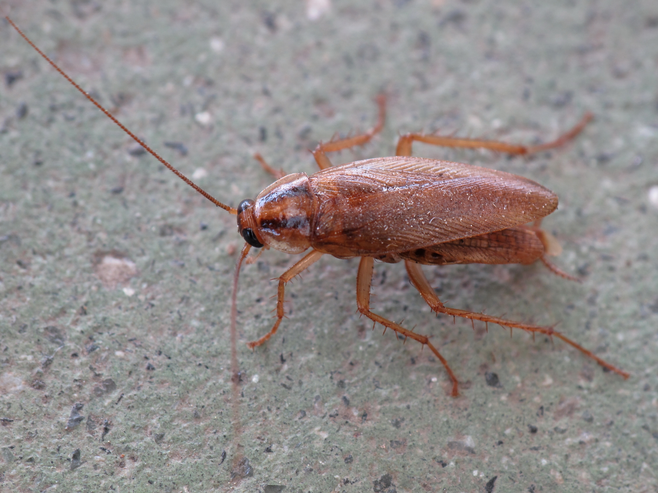 Cockroach close-up