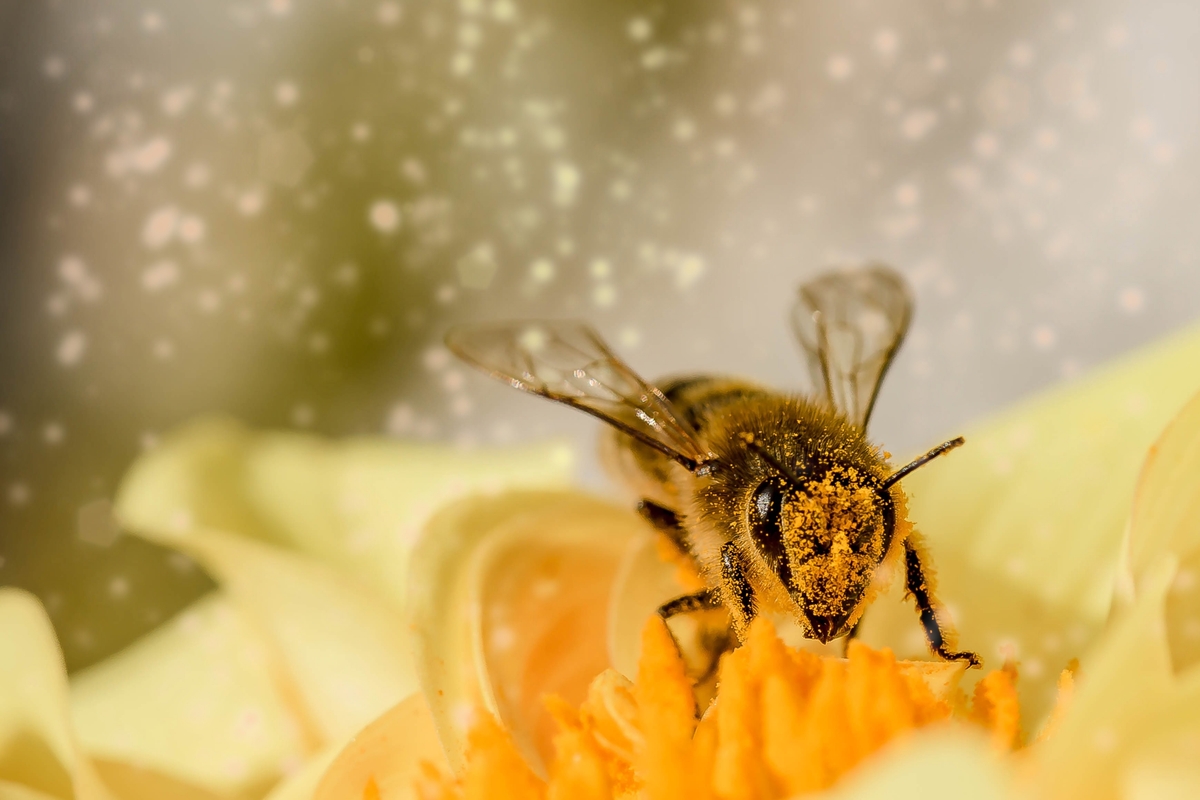 Bee pollinating a flower