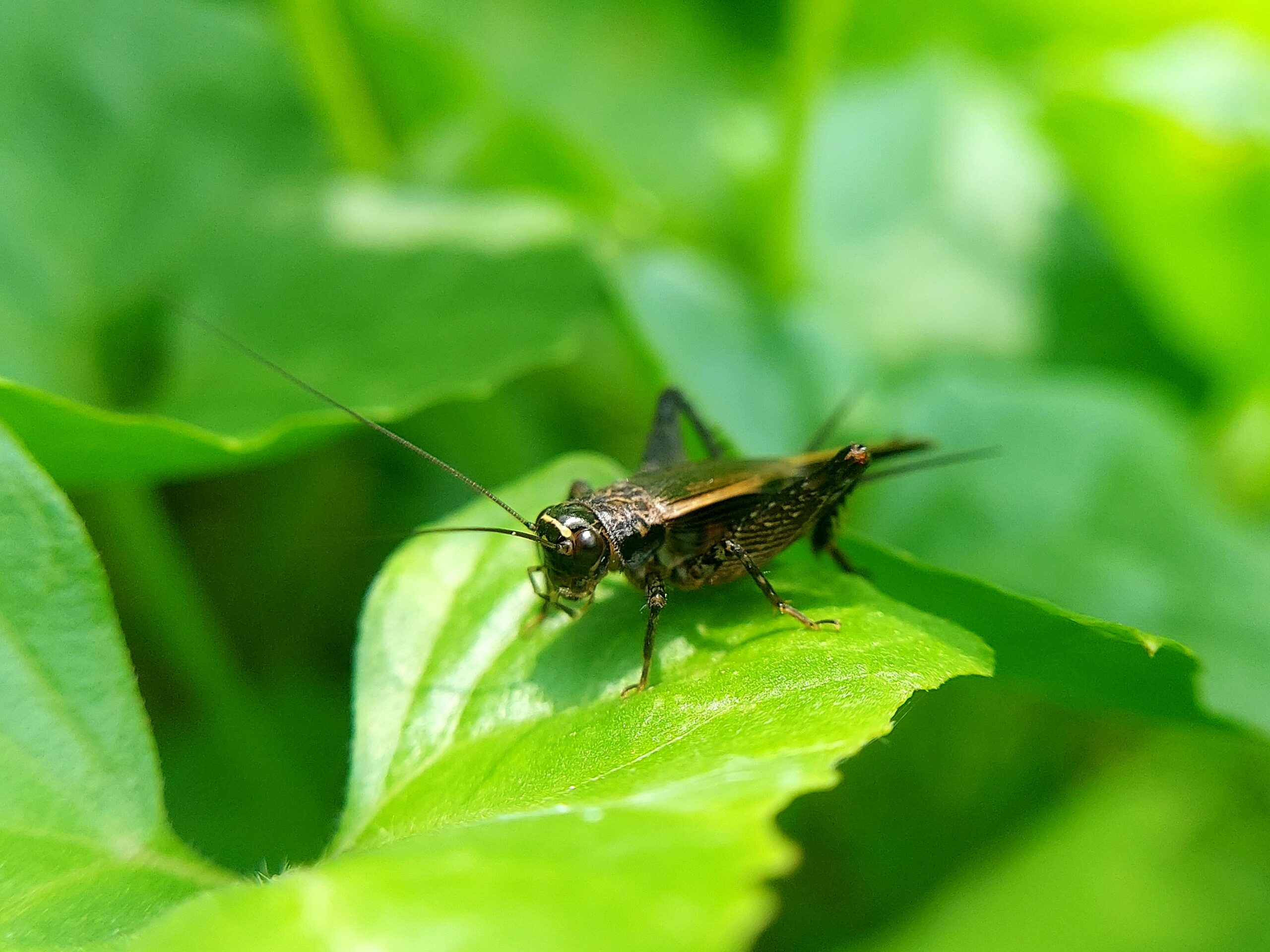 Cricket close-up