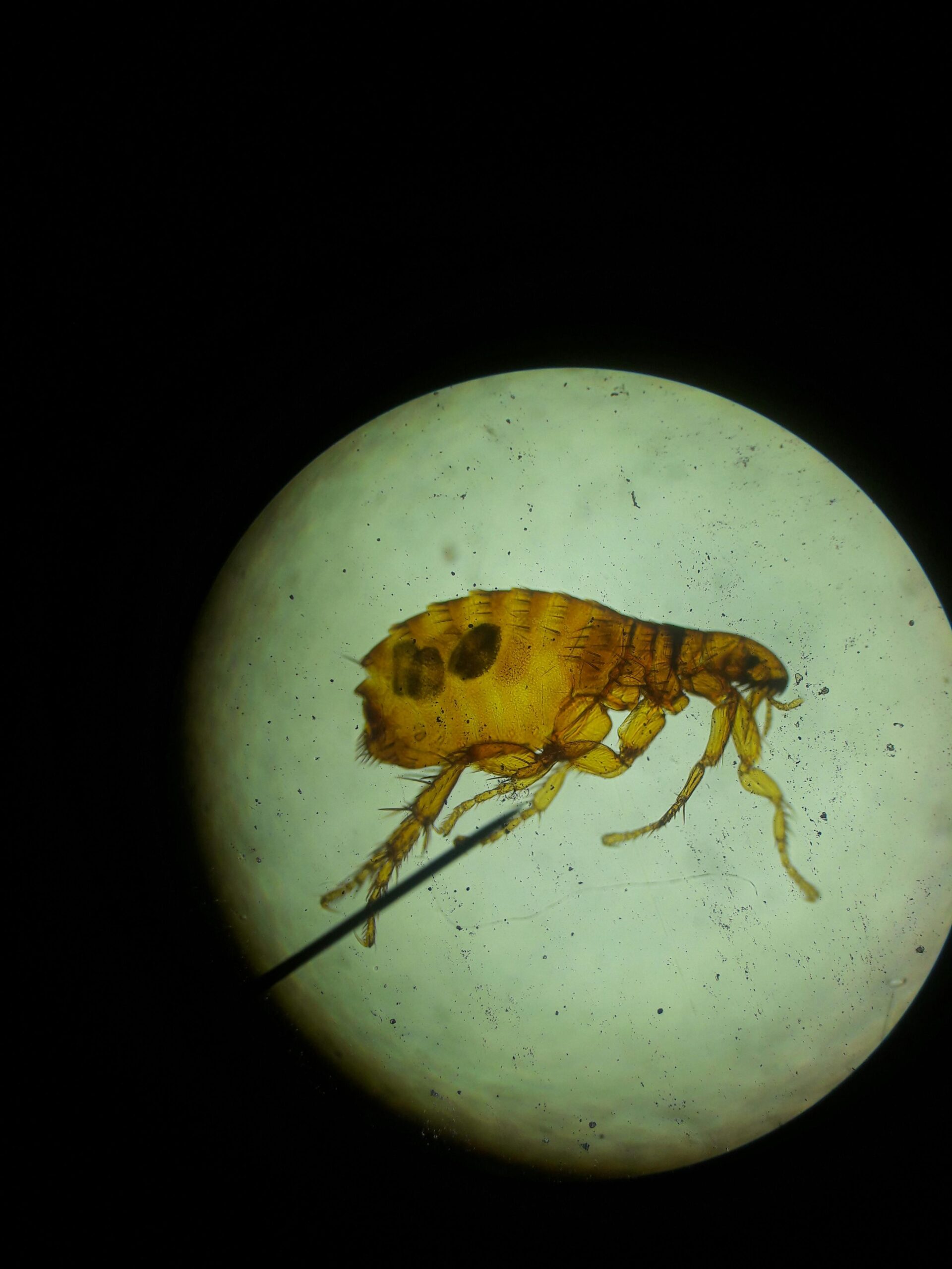 Flea close-up