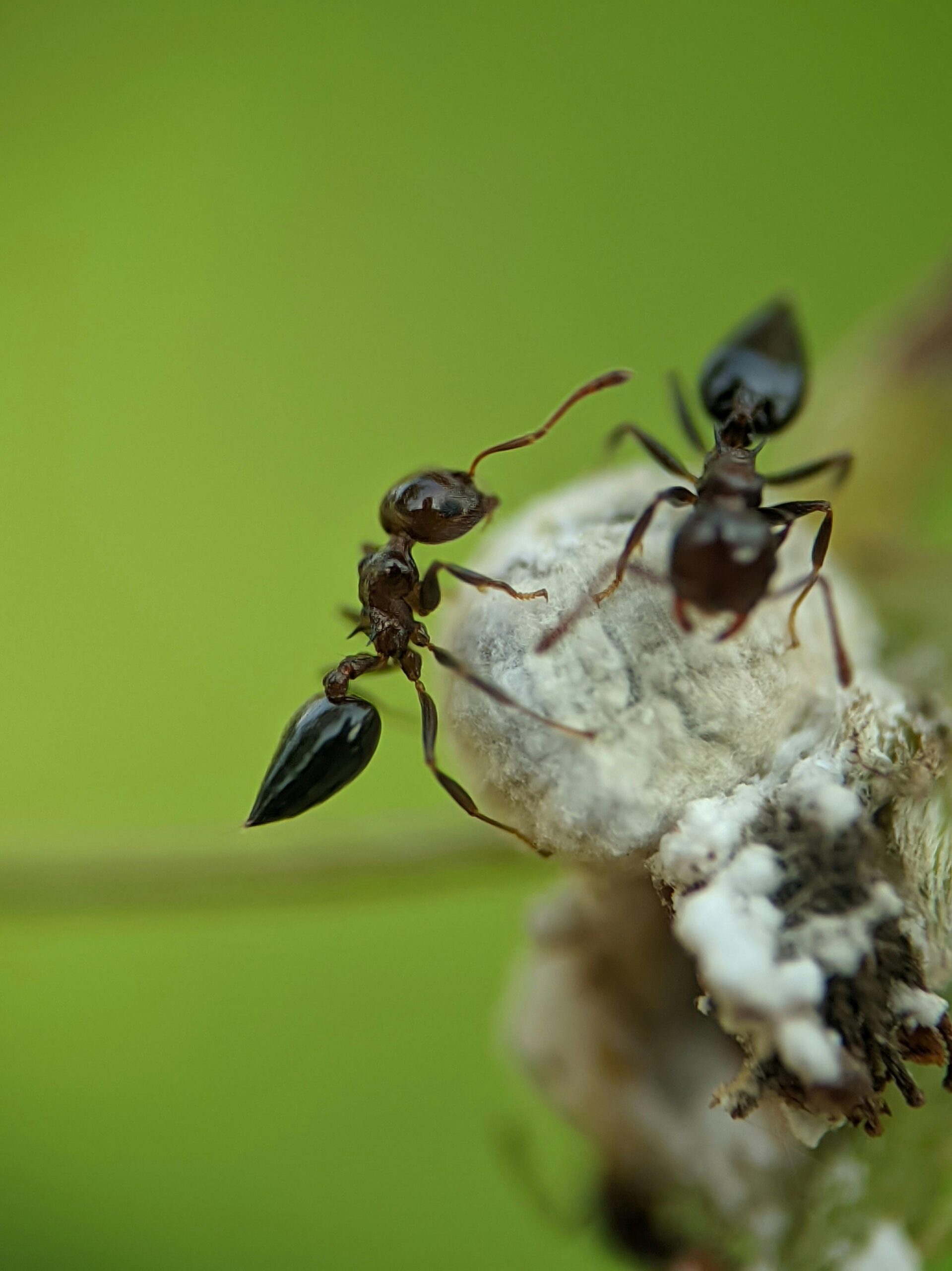 Ants close-up